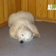 Illustration for article titled Orphaned Baby Polar Bear Talks To His Zookeeper